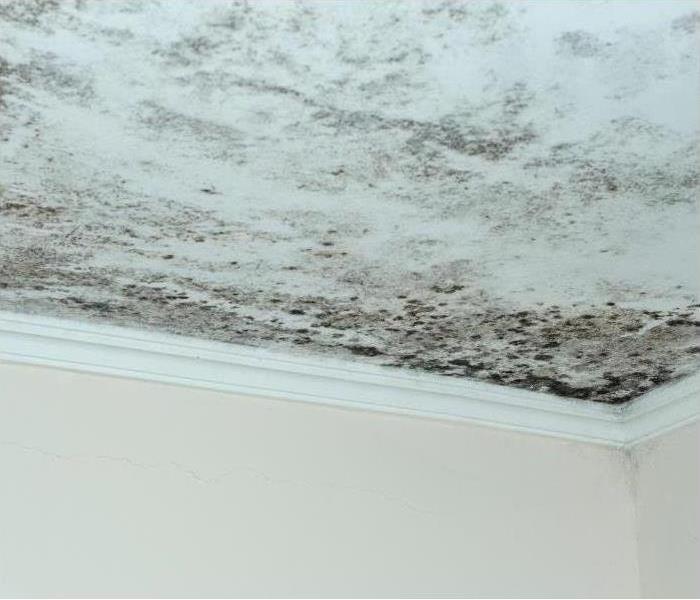 Mold found on the ceiling of a home in Winter Springs, FL.